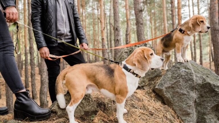 KCD2 Houndmaster Search